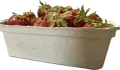 IMG_2422.PNG